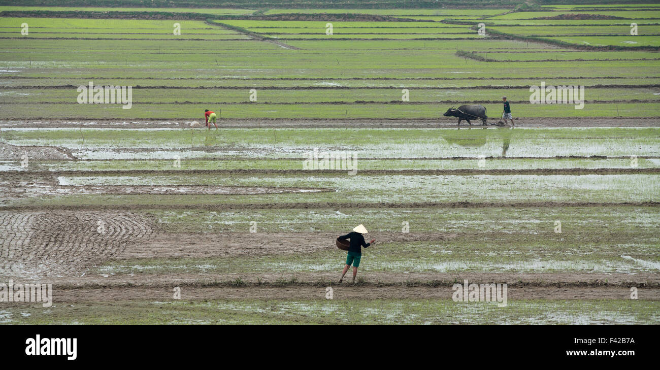 ploughing a rice paddy nr Phong Nha, Quảng Bình Province, Vietnam Stock Photo