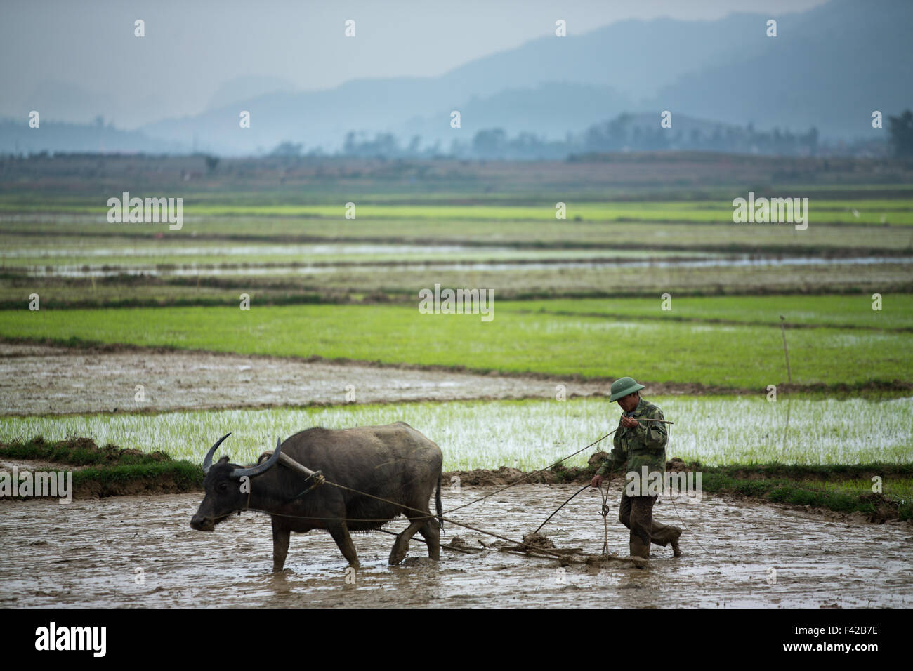 a man ploughing a rice paddy nr Phong Nha, Quảng Bình Province, Vietnam Stock Photo