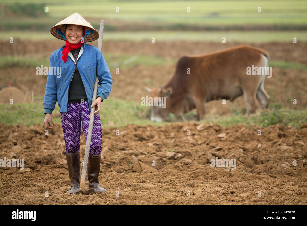 a woman ploughing a rice paddy nr Phong Nha, Quảng Bình Province, Vietnam Stock Photo