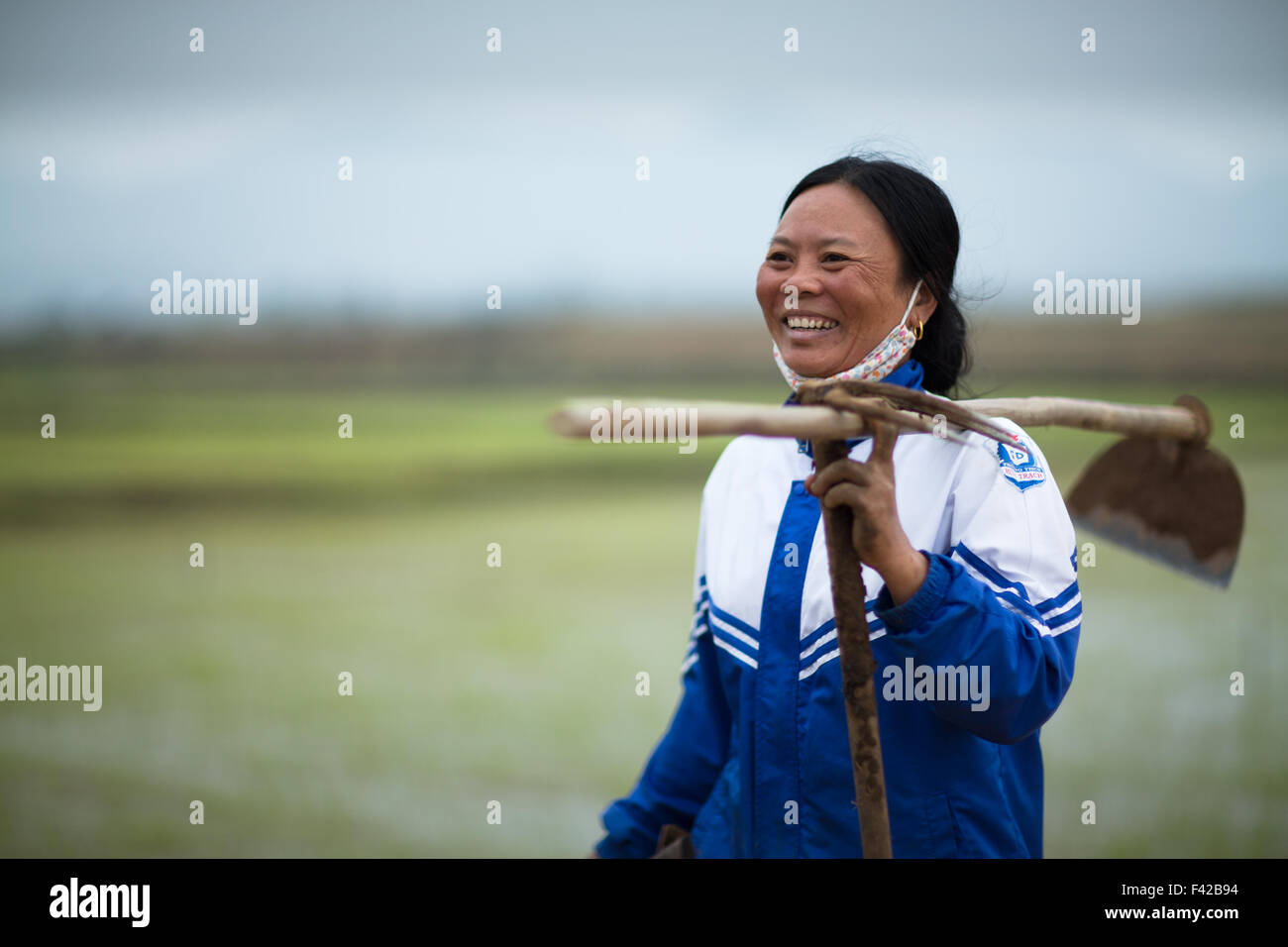 a woman ploughing a rice paddy nr Phong Nha, Quảng Bình Province, Vietnam Stock Photo