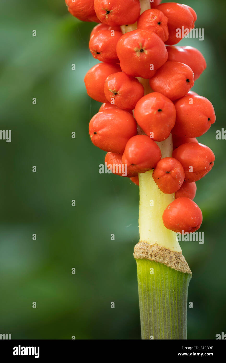 Michigan Plant with Orange Berry Clusters (close-up), Milborne Wick, Somerset, England Stock Photo