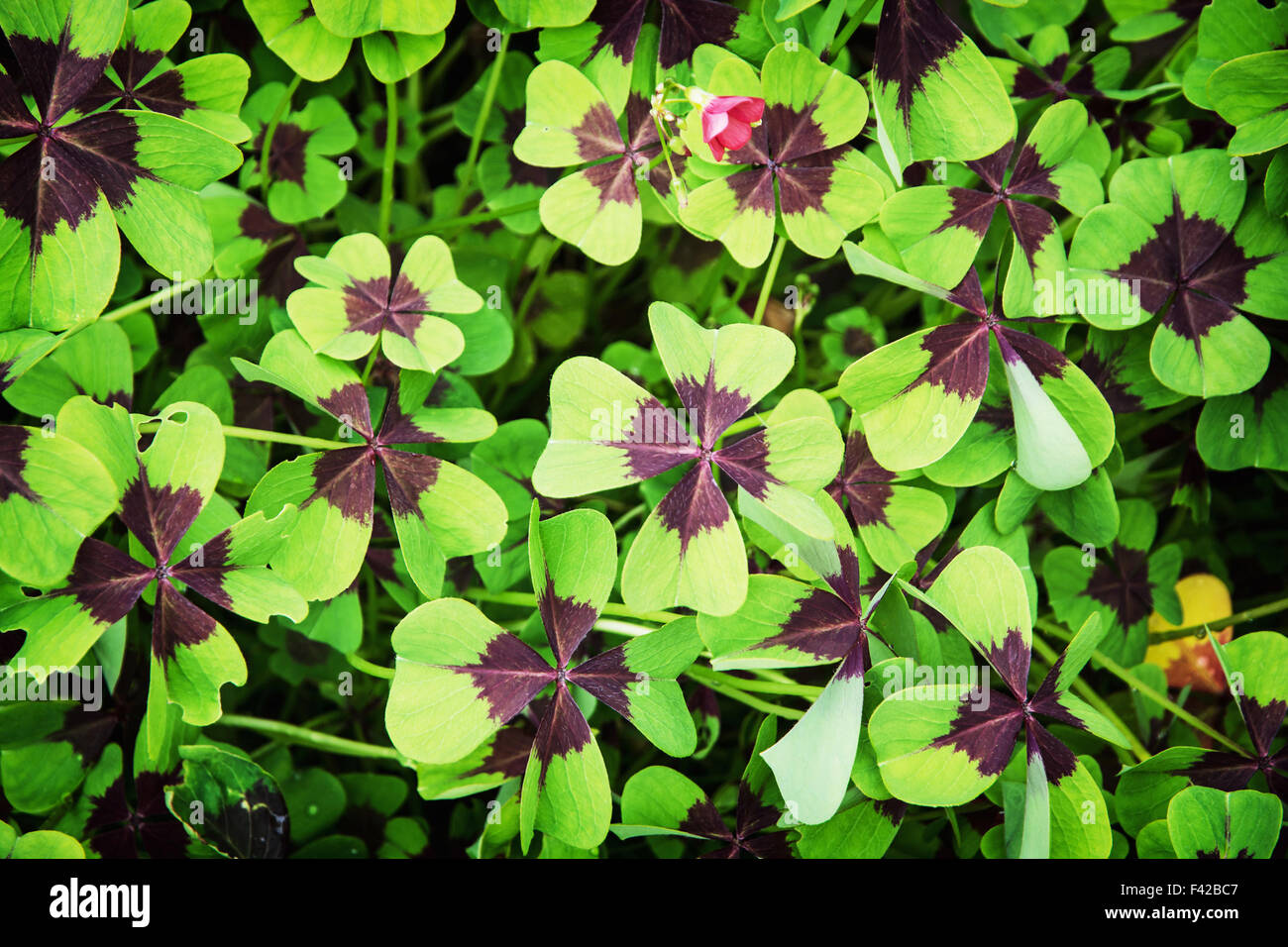 Oxalis tetraphylla (Oxalis deppei) plant. Natural background. Stock Photo