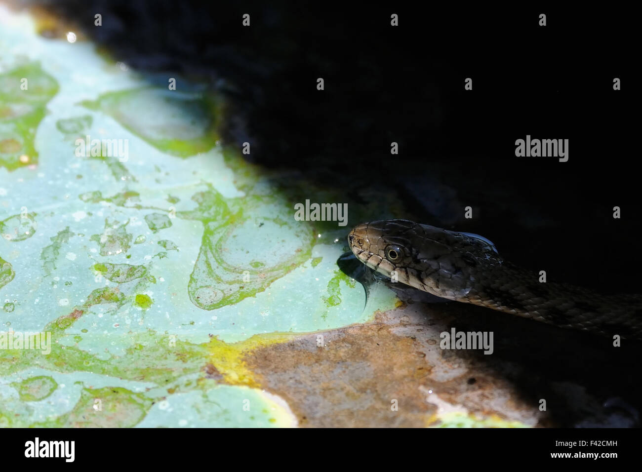 Dice snake  on lotus leaf. Stock Photo