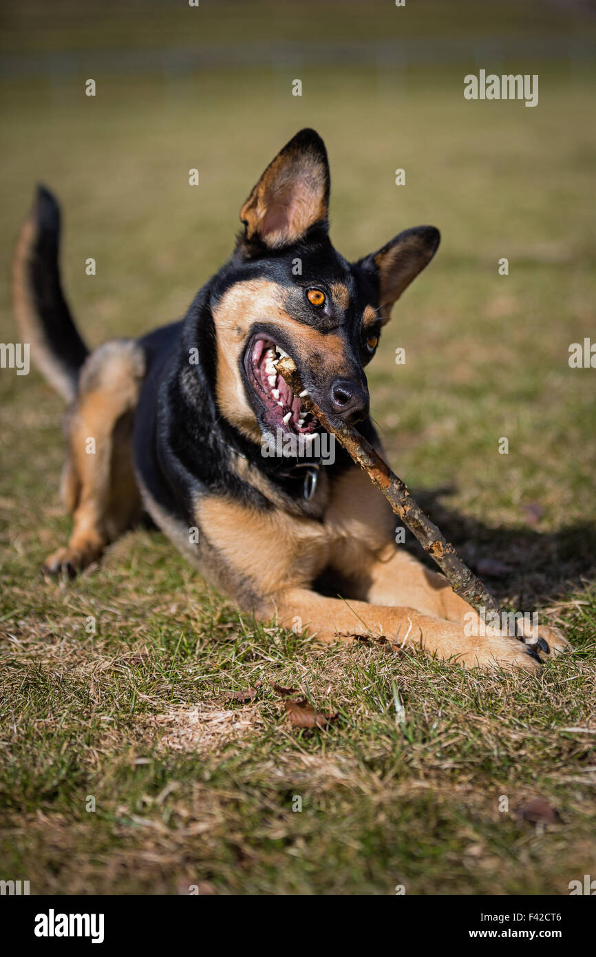 Dog gnaw at Stock Photo Alamy