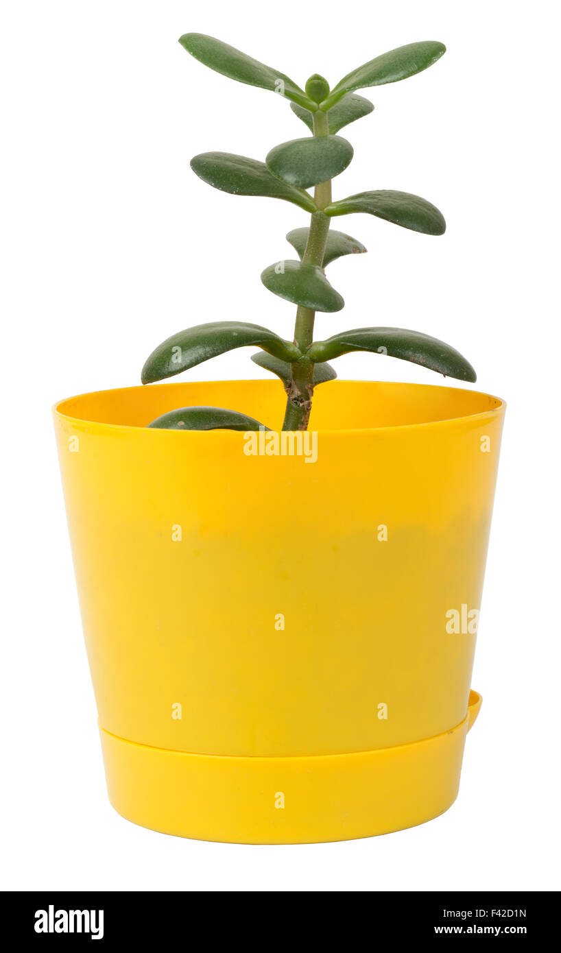Flower in pot Stock Photo Alamy