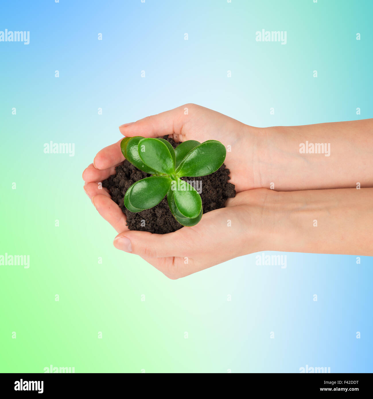 Womans hands holding plant with ground Stock Photo - Alamy