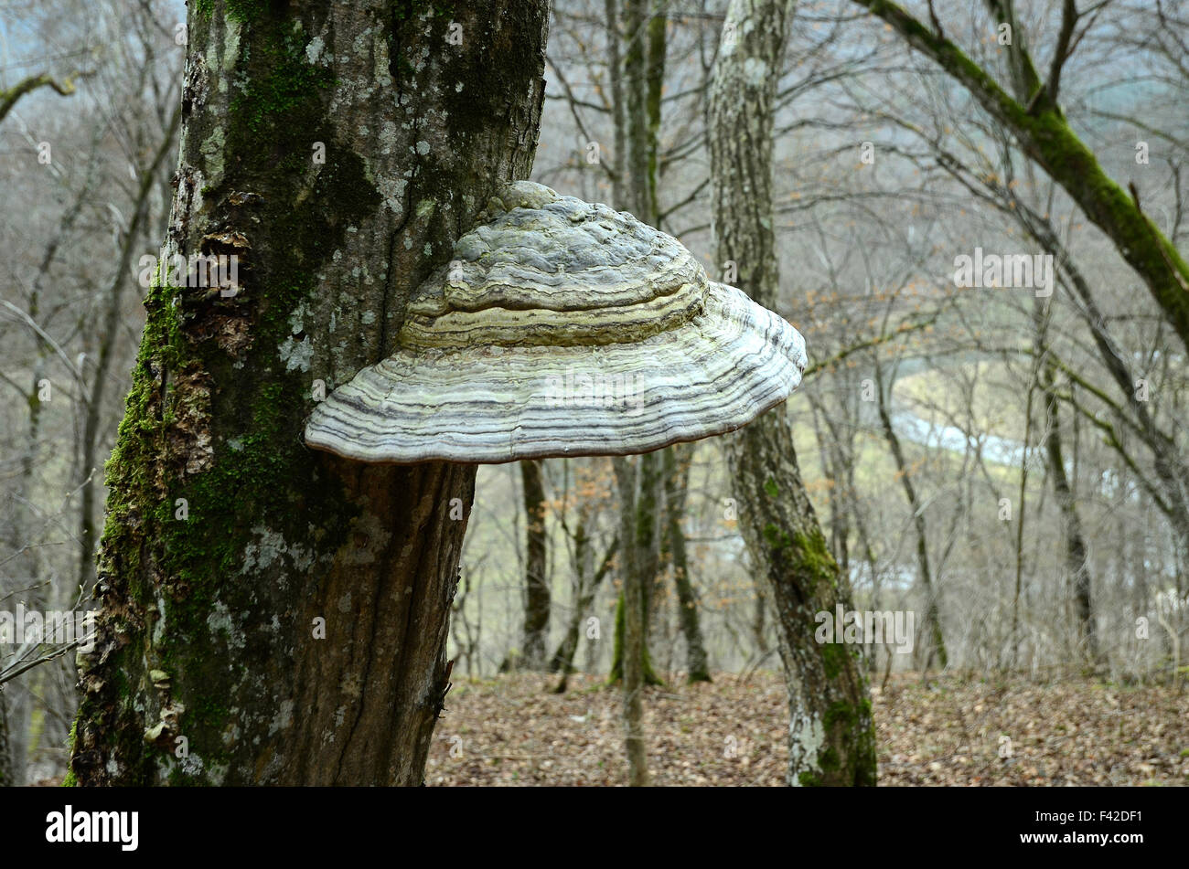 tinder; mushroom; fungus; Stock Photo