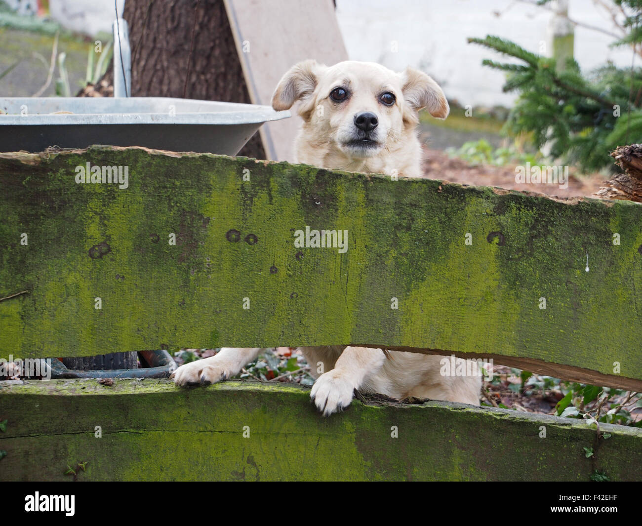 fearful dog behind a fence Stock Photo