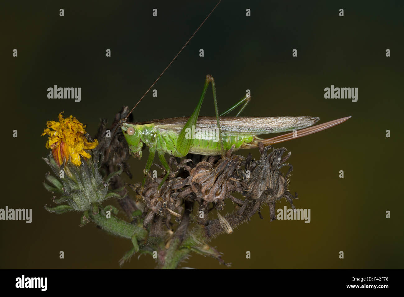 Longwinged conehead, female, Langflüglige Schwertschrecke, Weib