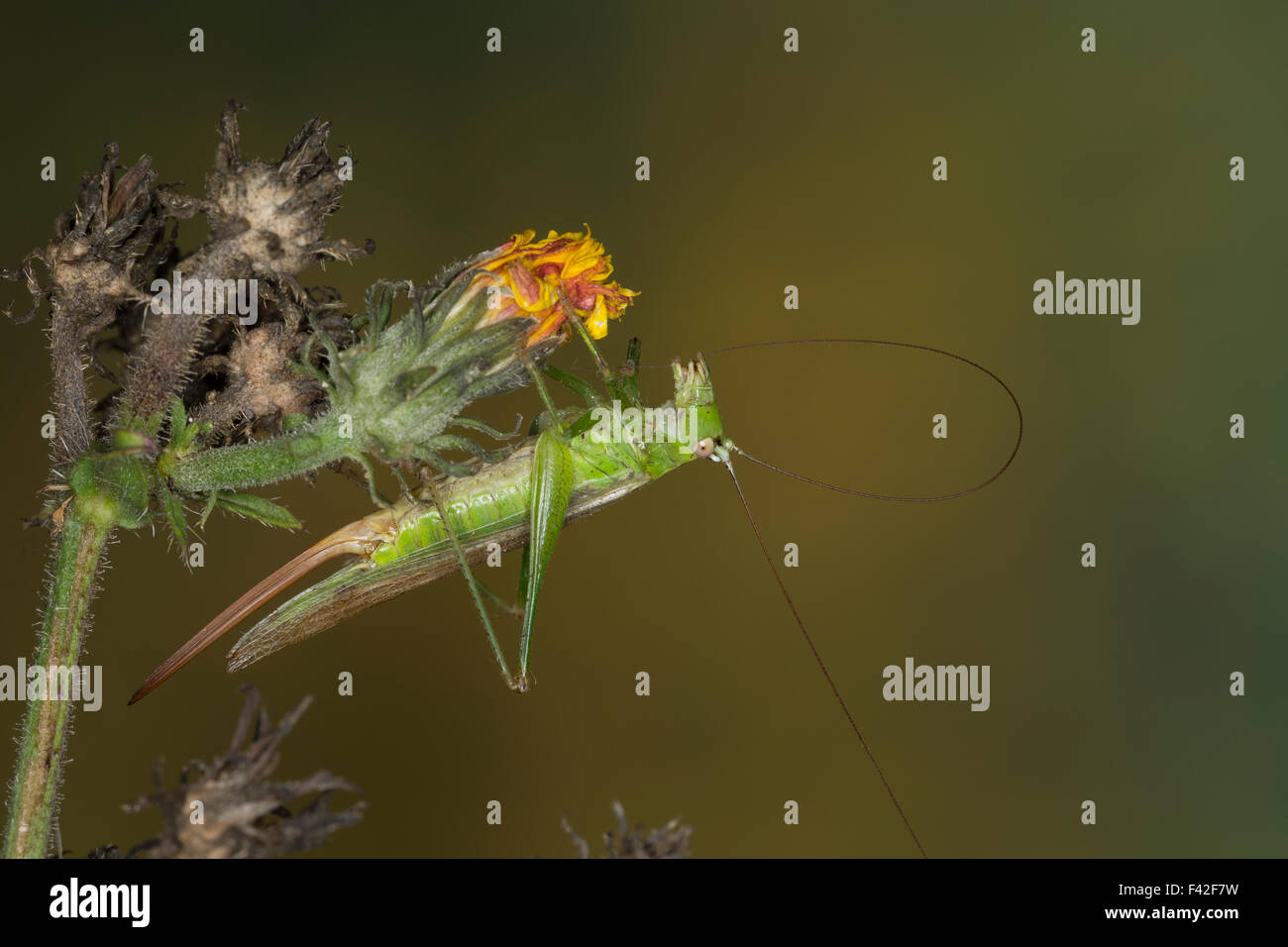 Longwinged conehead, female, Langflüglige Schwertschrecke, Weib