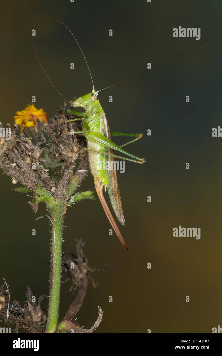 Longwinged conehead, female, Langflüglige Schwertschrecke, Weib