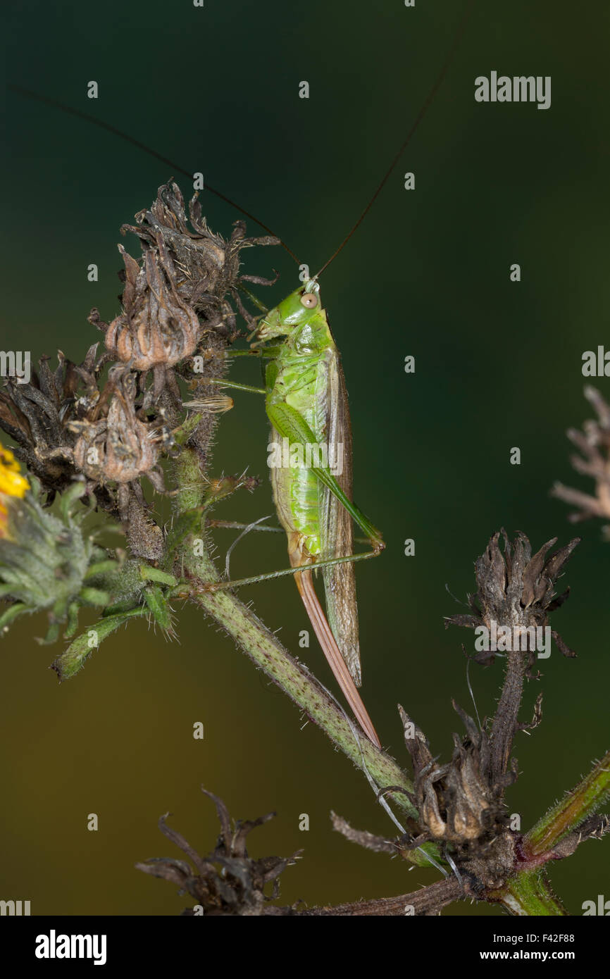 Longwinged conehead, female, Langflüglige Schwertschrecke, Weib