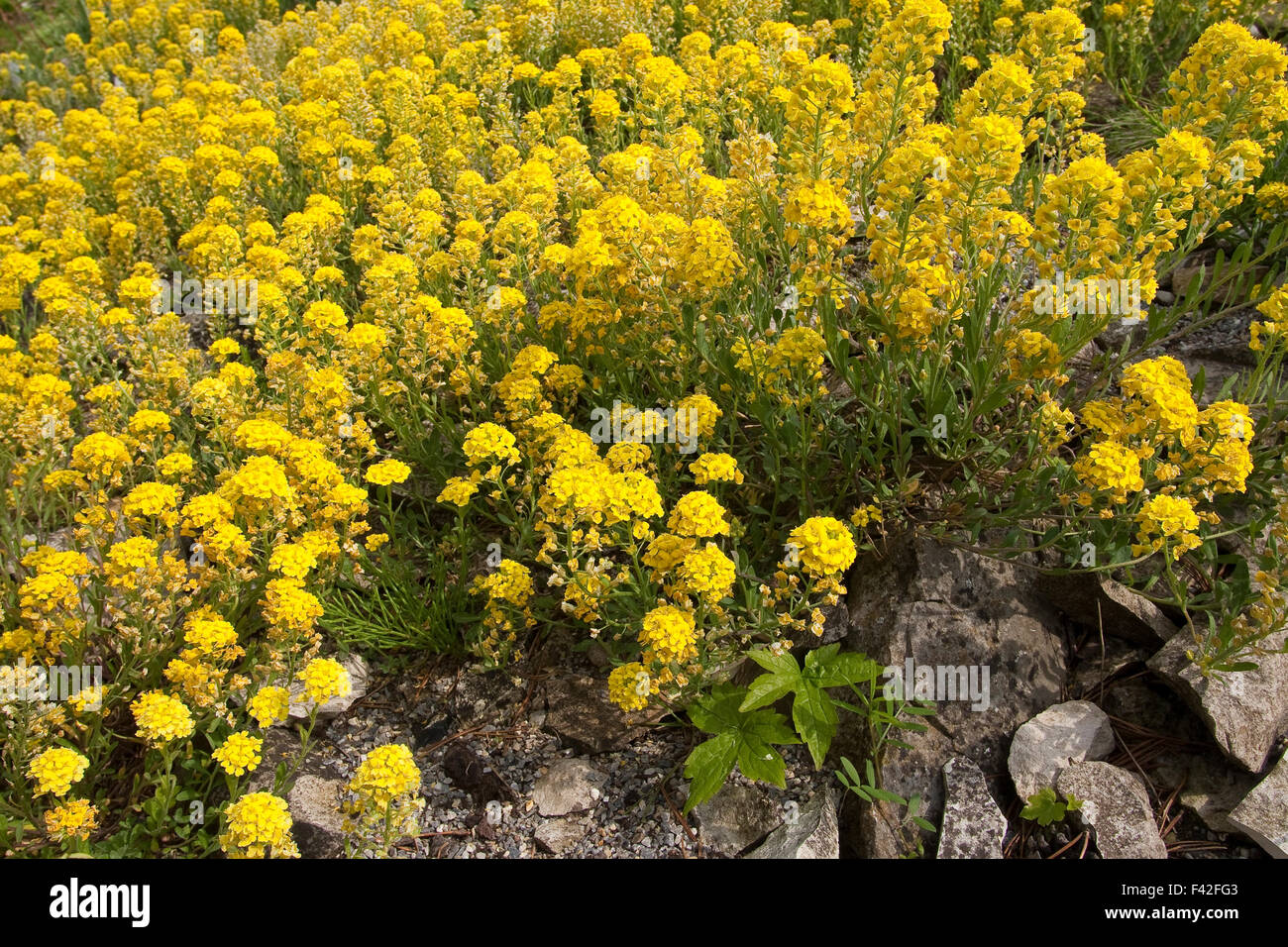 Creeping Madwort, Kriechendes Steinkraut, Kriechende Steinkresse, Berg-Steinkraut, Alyssum repens, Alyssum transsylvanicum Stock Photo