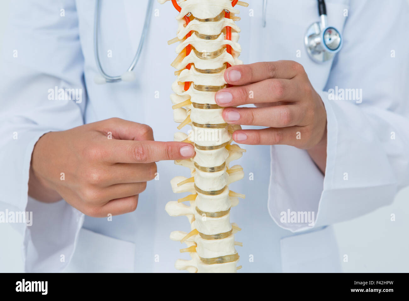 Doctor pointing an anatomical spine Stock Photo