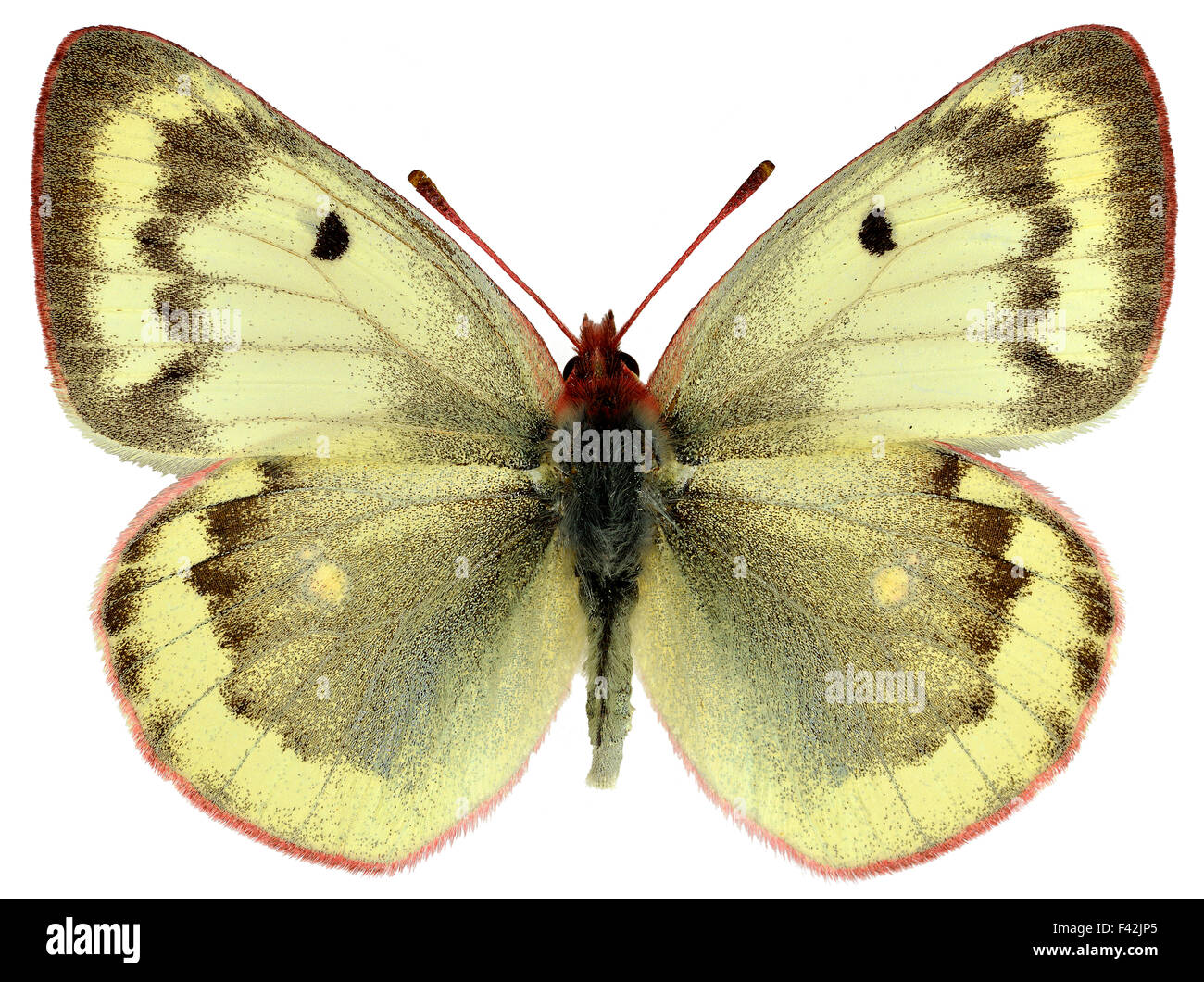 Isolated female Mountain Clouded Yellow butterfly Stock Photo