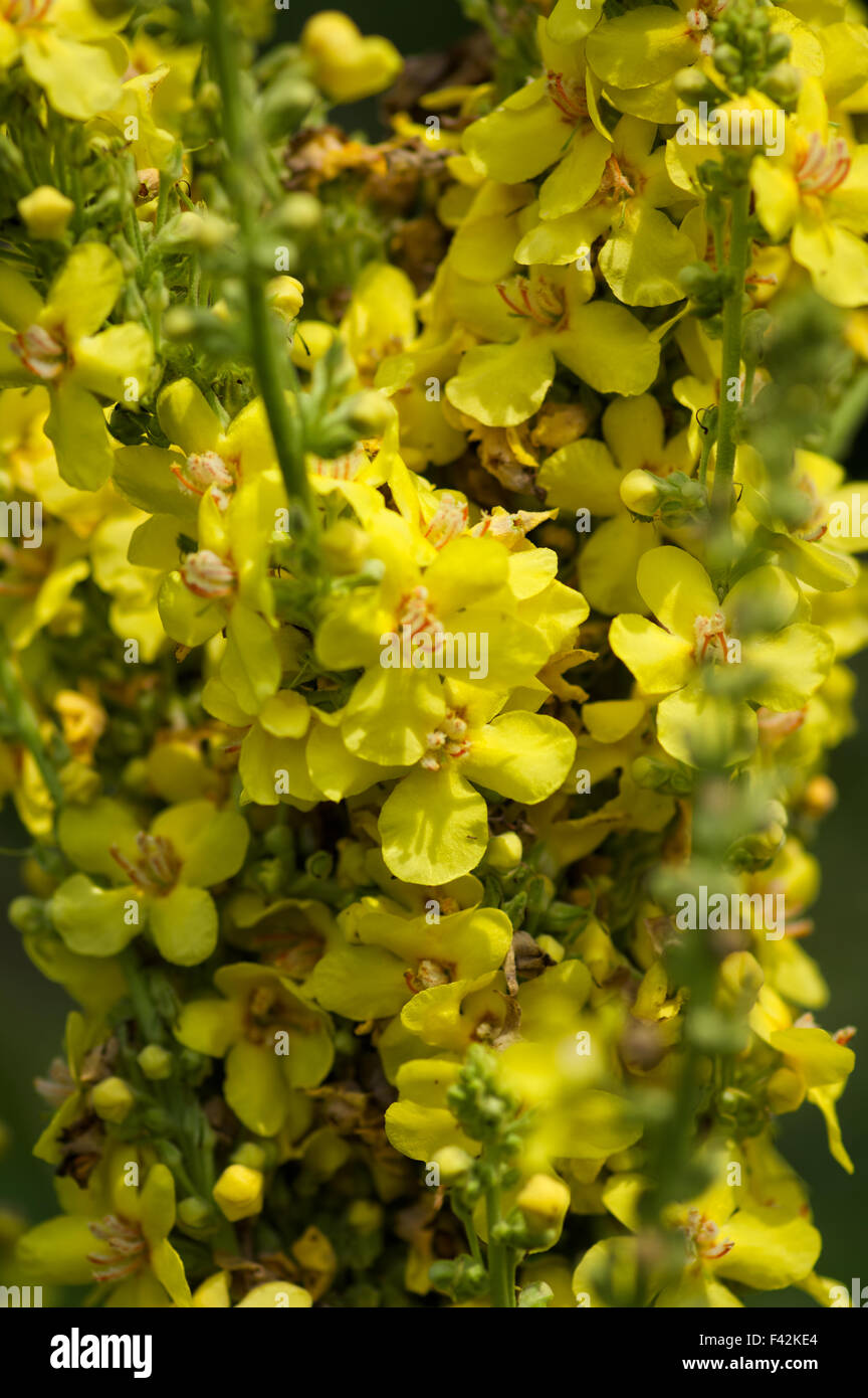 Yellow flower of the Mullein Stock Photo