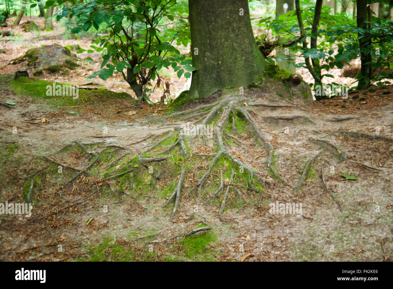Roots of a tree Stock Photo
