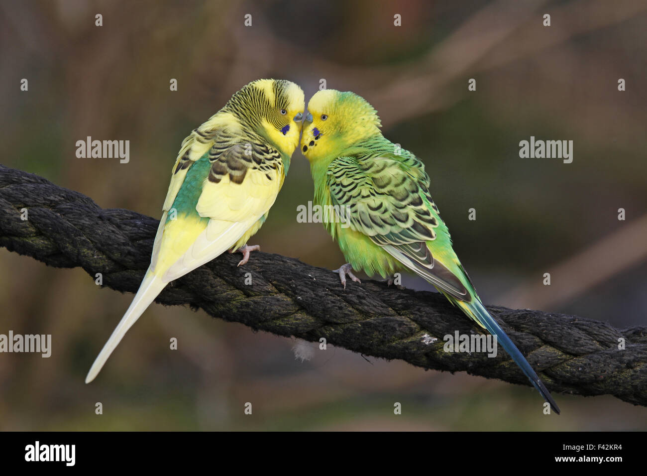 Green budgies for best sale sale