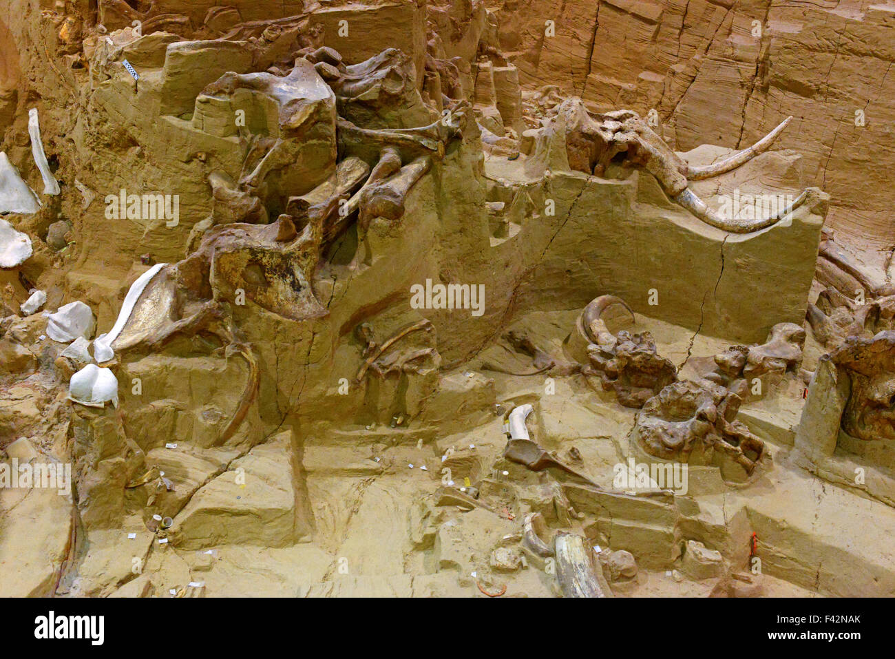 Paleontology dig hires stock photography and images Alamy