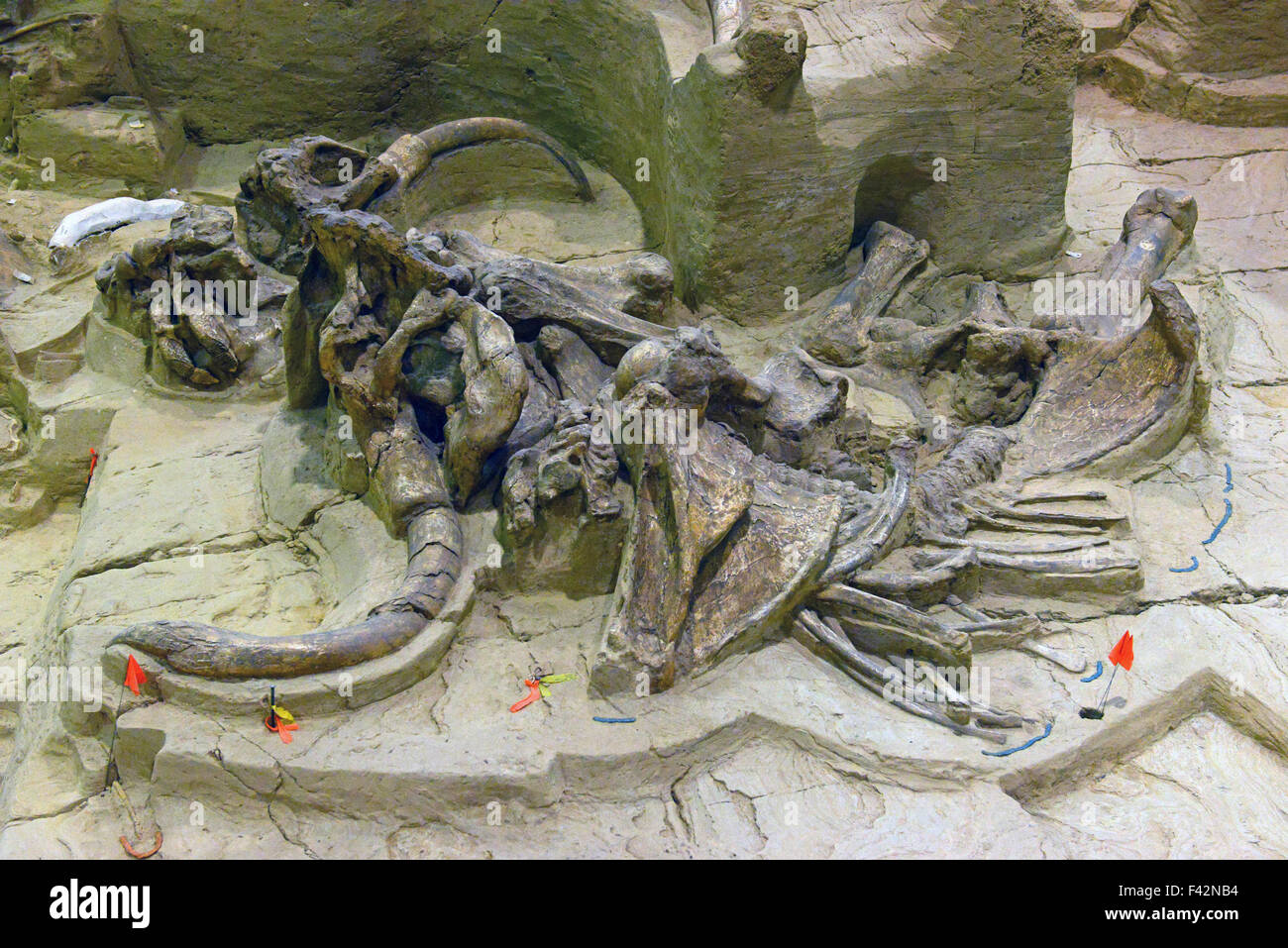 Paleontology dig hires stock photography and images Alamy