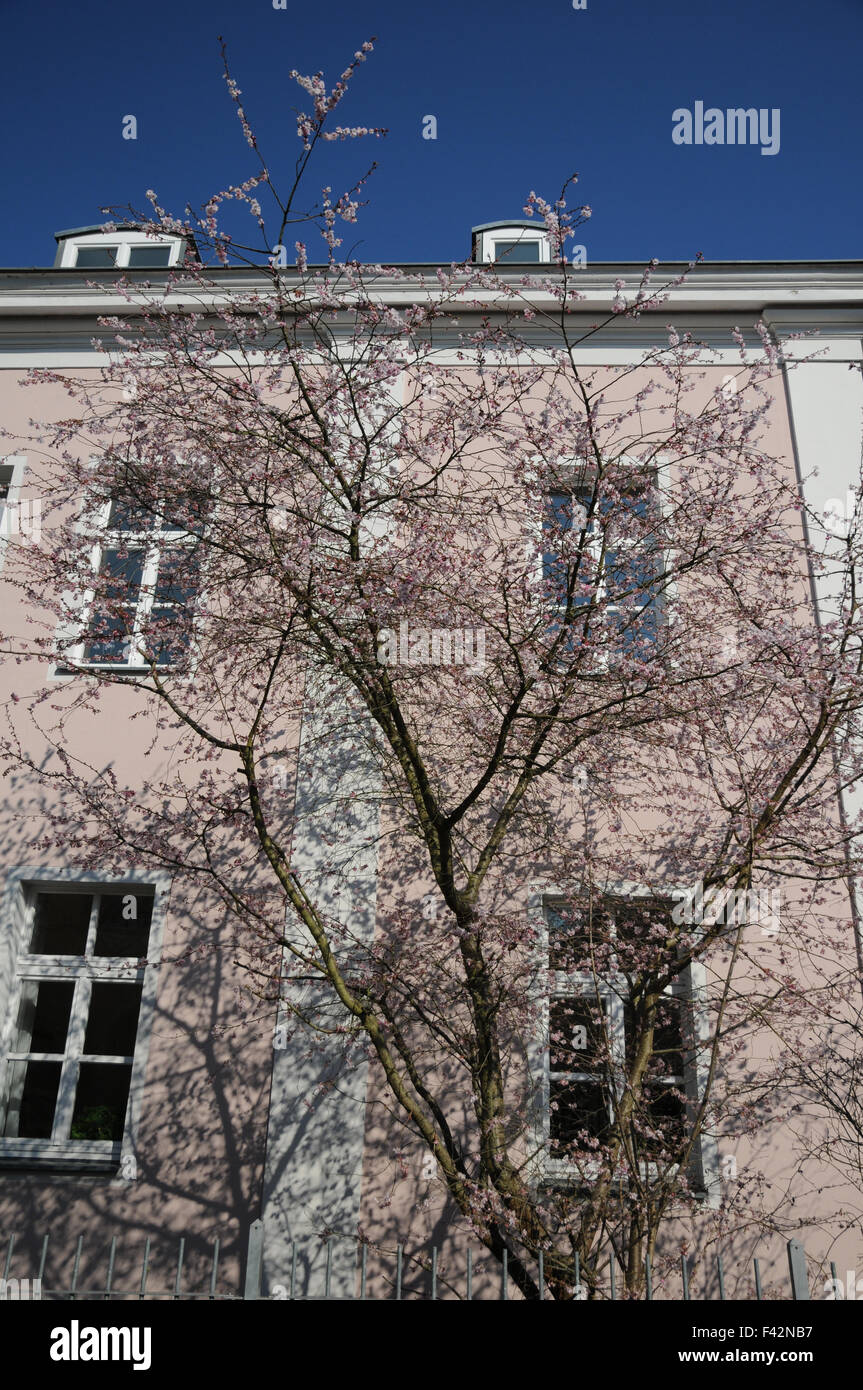Flowering cherry Stock Photo