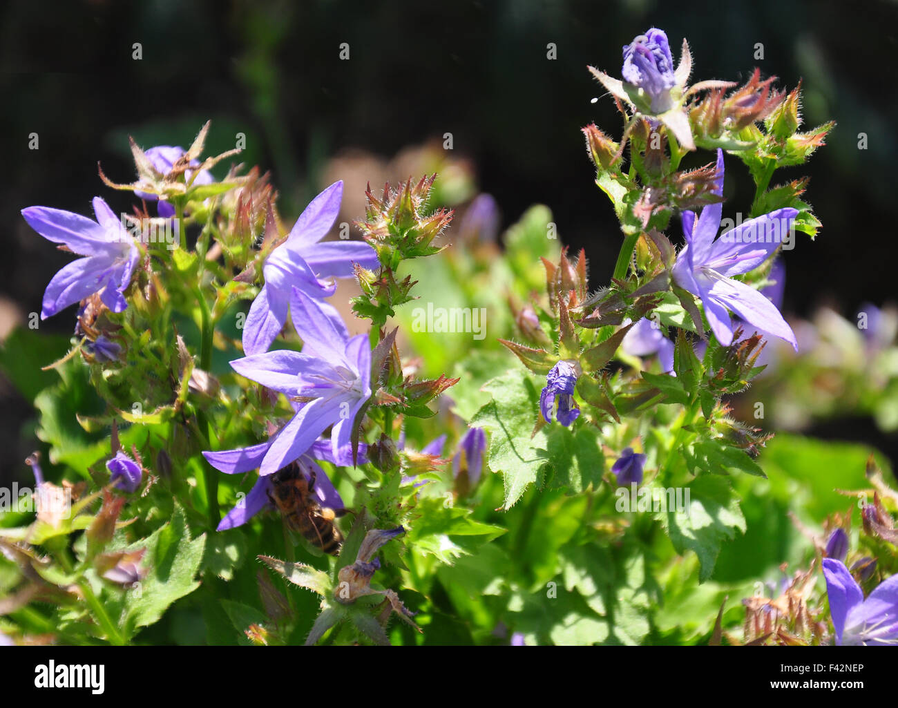 Serbian bellflower (Campanula poscharskyana) Stock Photo