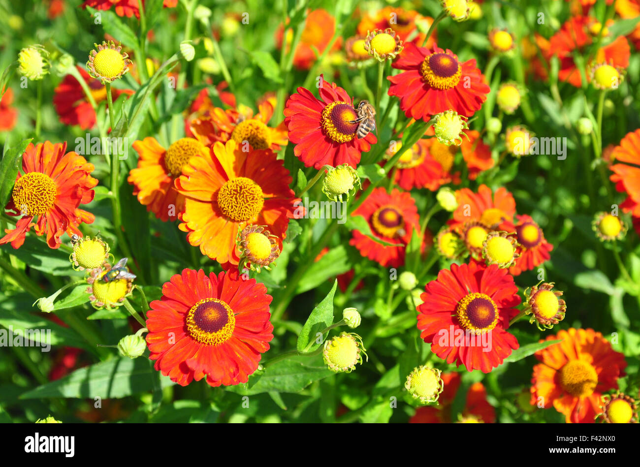 Helenium flowers Stock Photo