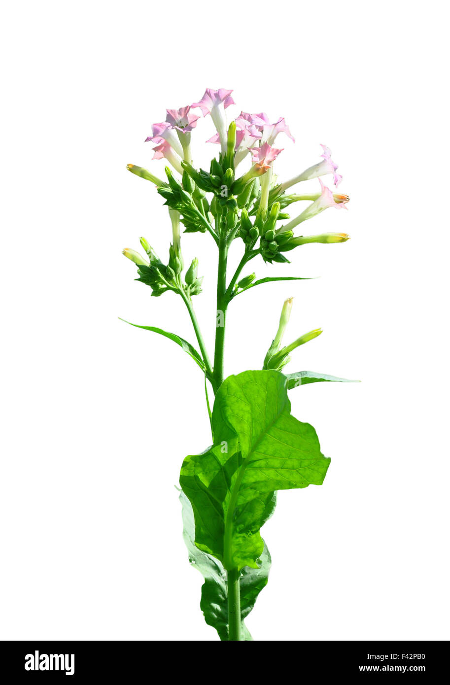 Flowering tobacco (Nicotiana sylvestris) Stock Photo