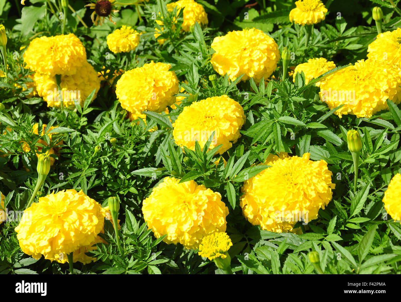 Mexican marigold (Tagetes erecta Stock Photo Alamy
