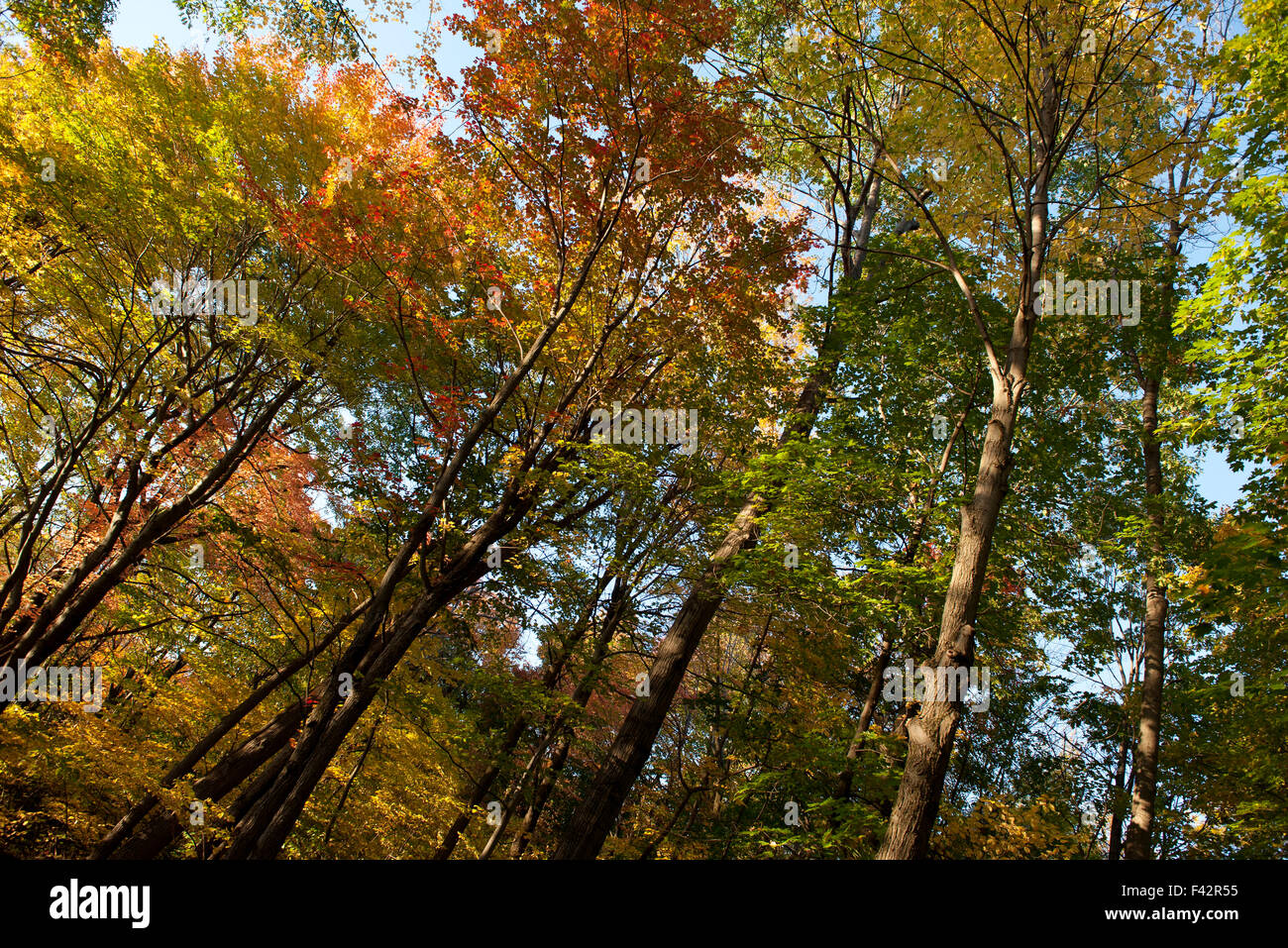 Trees in autumn, low angle view Stock Photo