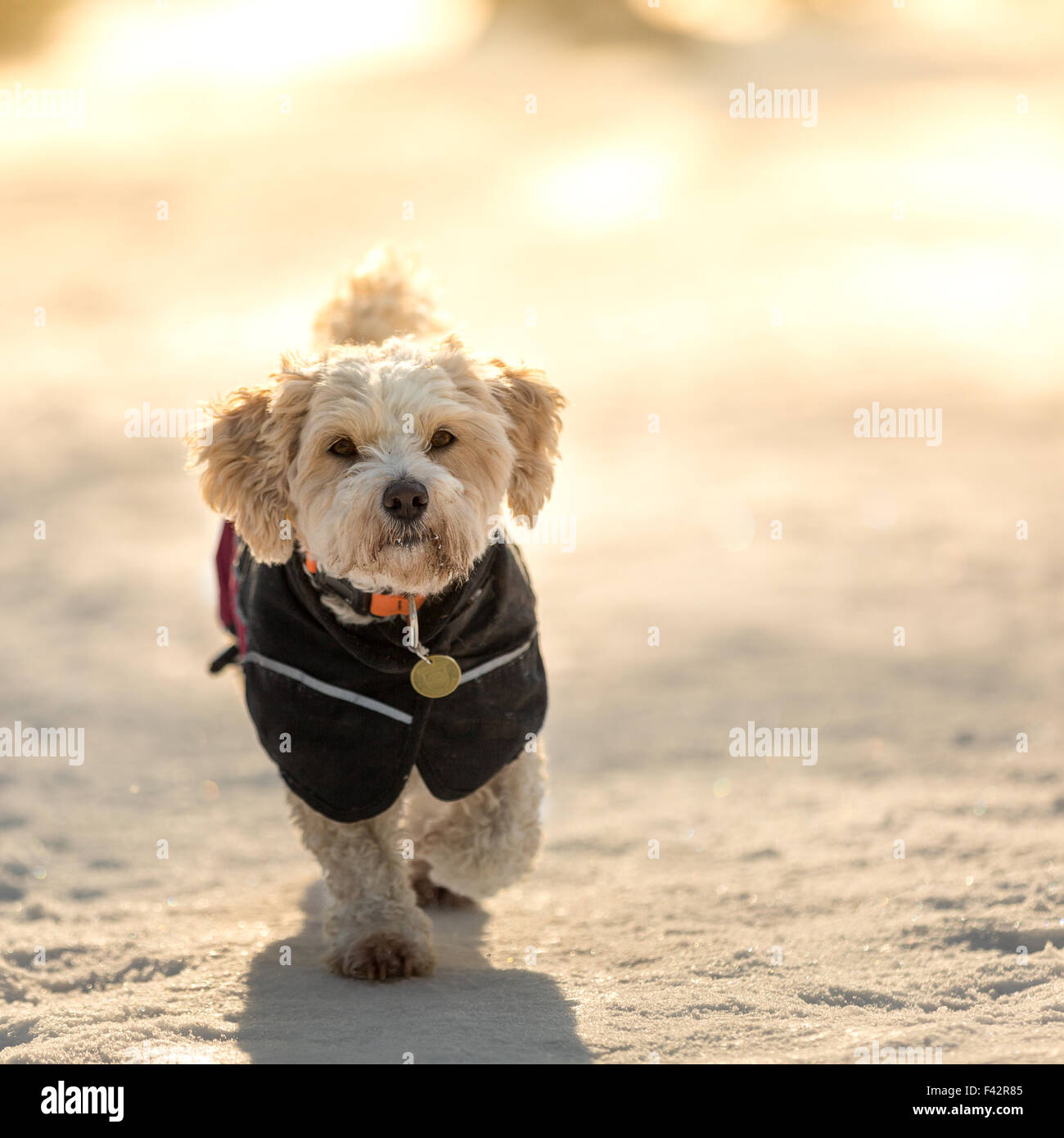 Dog with jacket Stock Photo