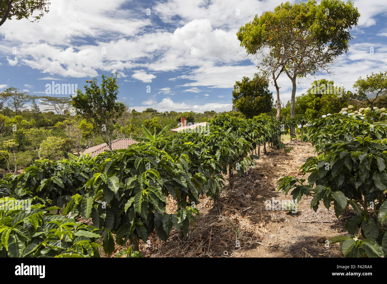 Coffee plantation in Costa Rica Stock Photo Alamy