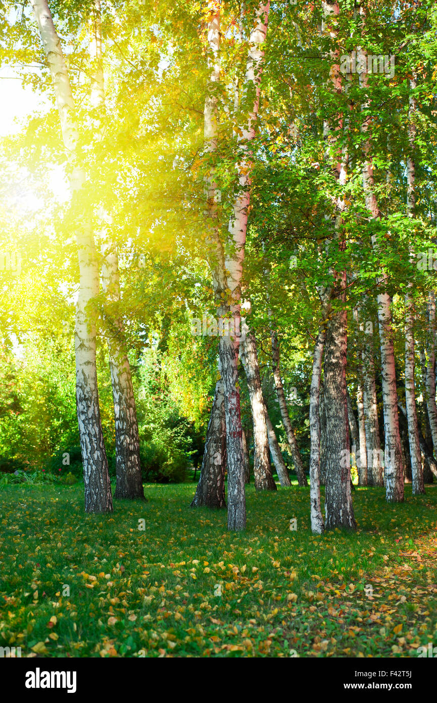 summer birch forest Stock Photo - Alamy