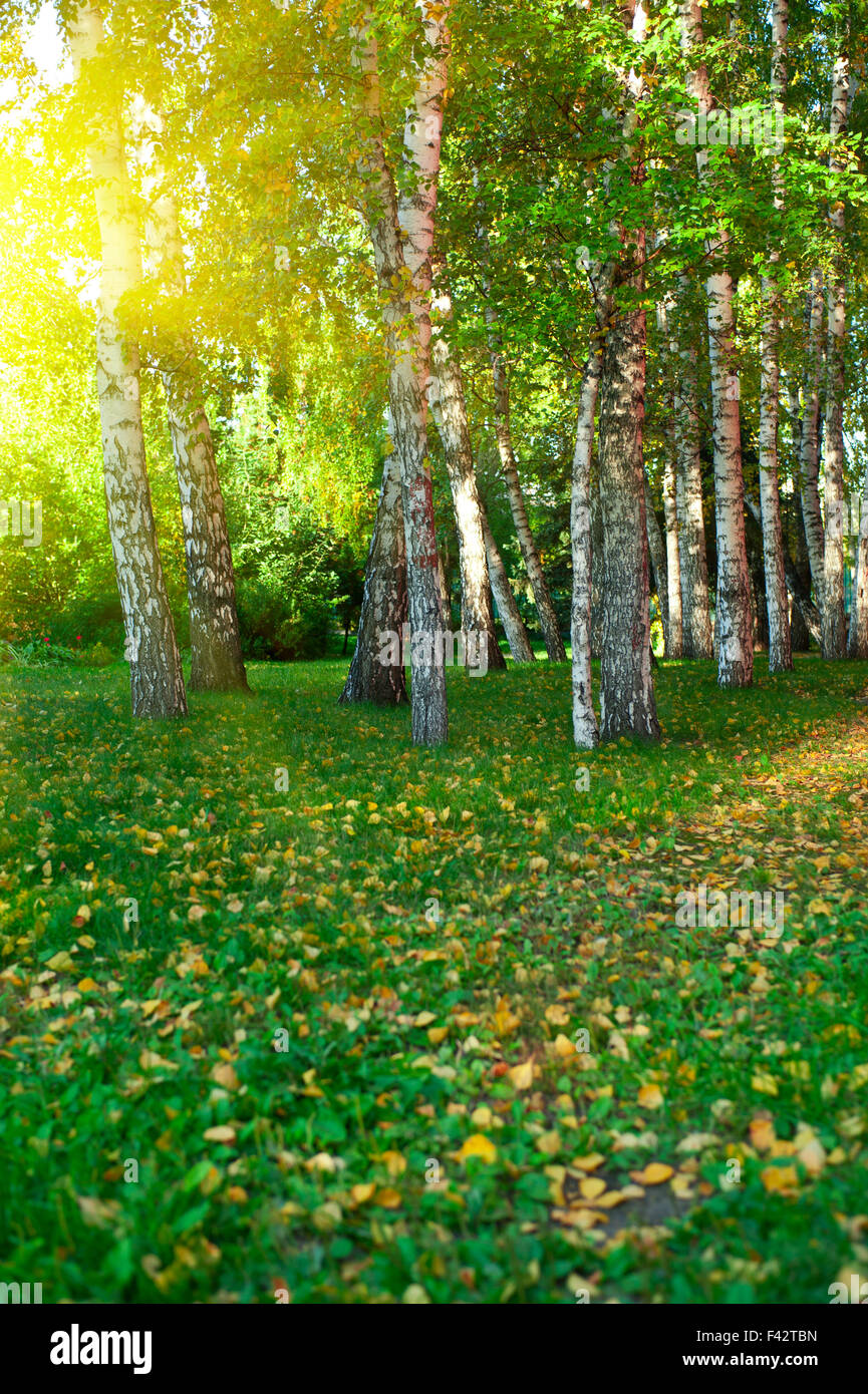 summer birch forest Stock Photo - Alamy