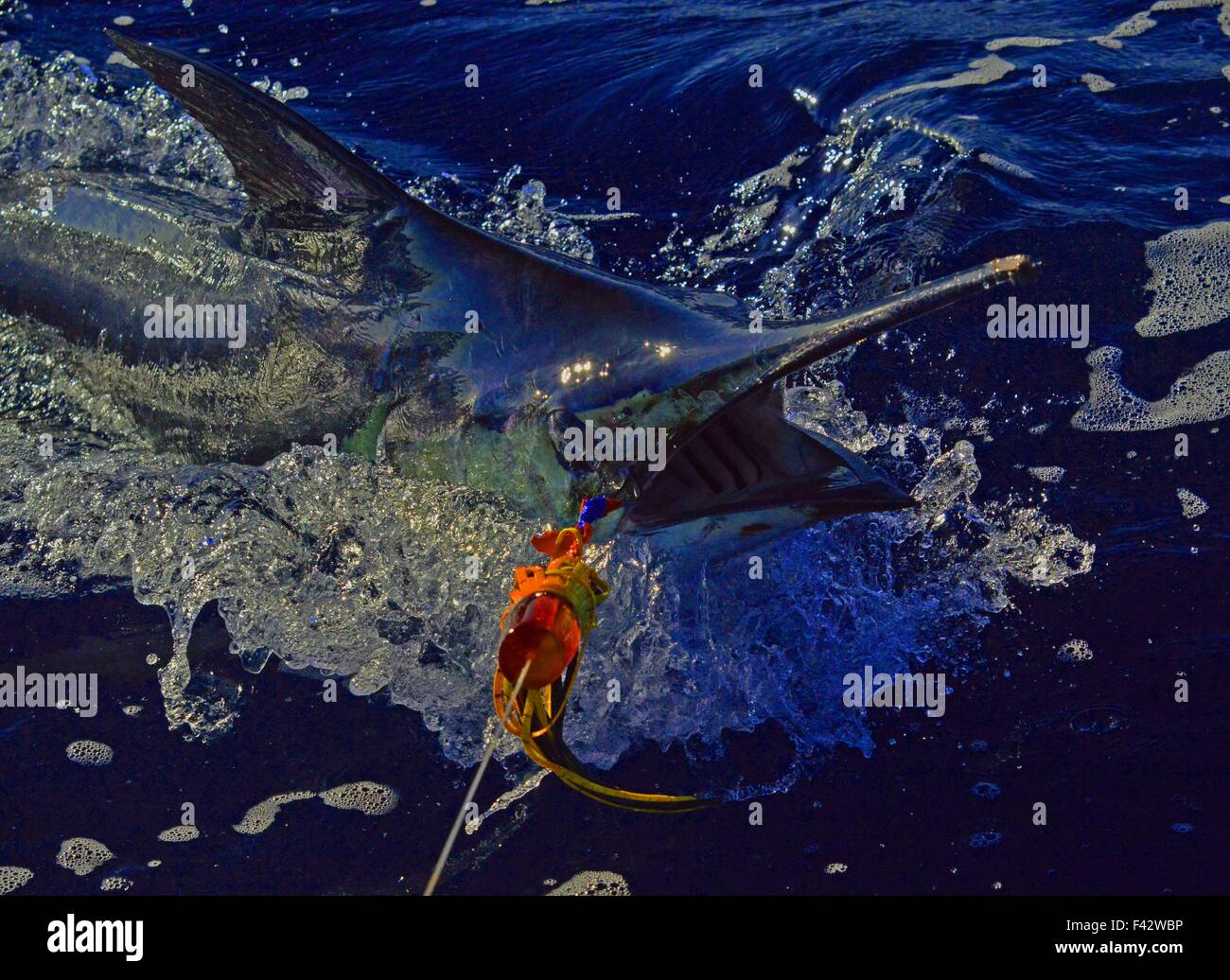 Marlin coming to the boat Stock Photo Alamy