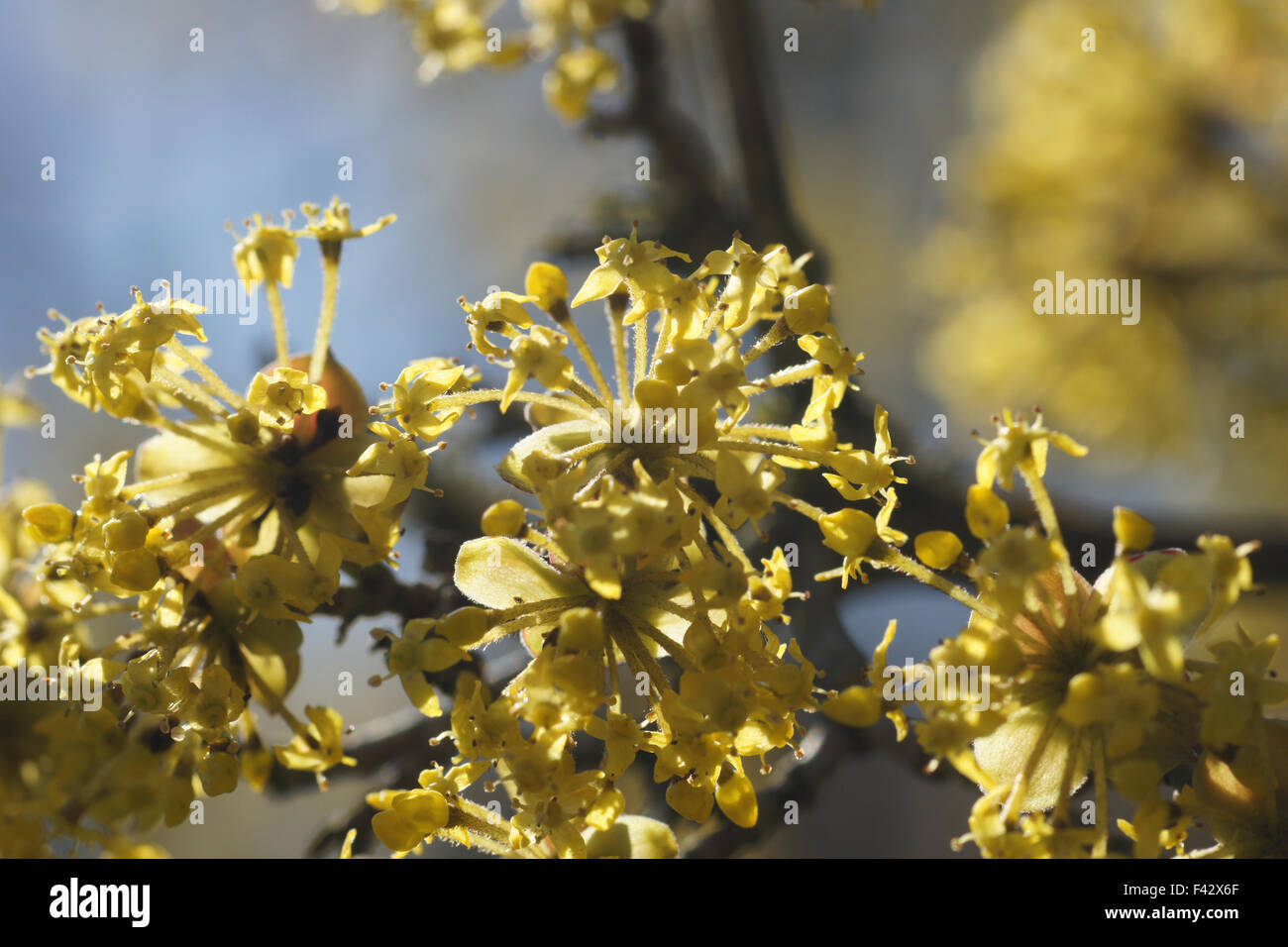European cornel Stock Photo