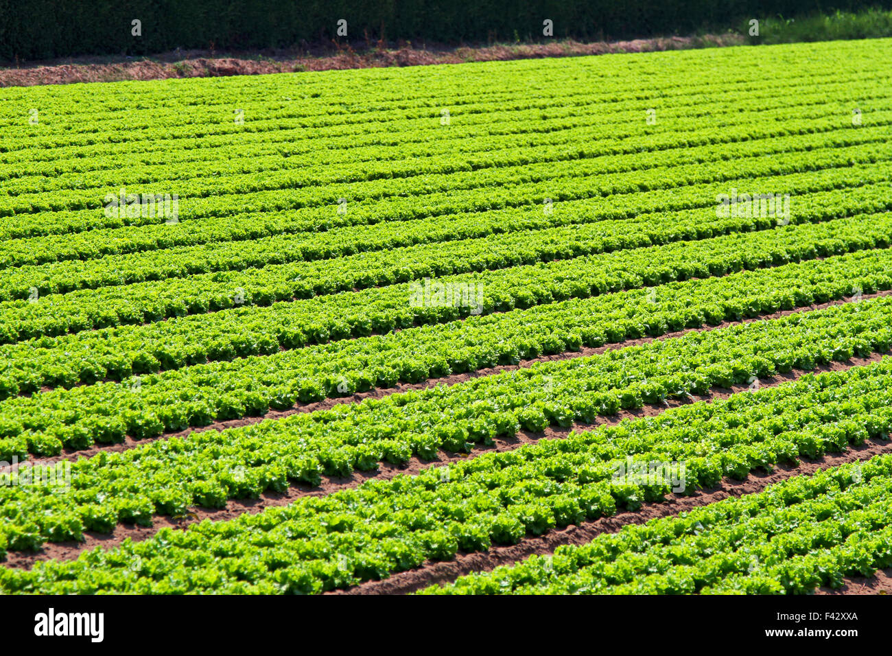 Organic salad at agriculture field in rows Stock Photo