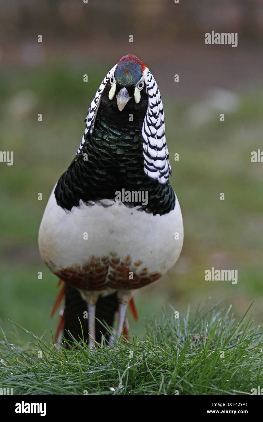 Lady Amherst's pheasant Stock Photo