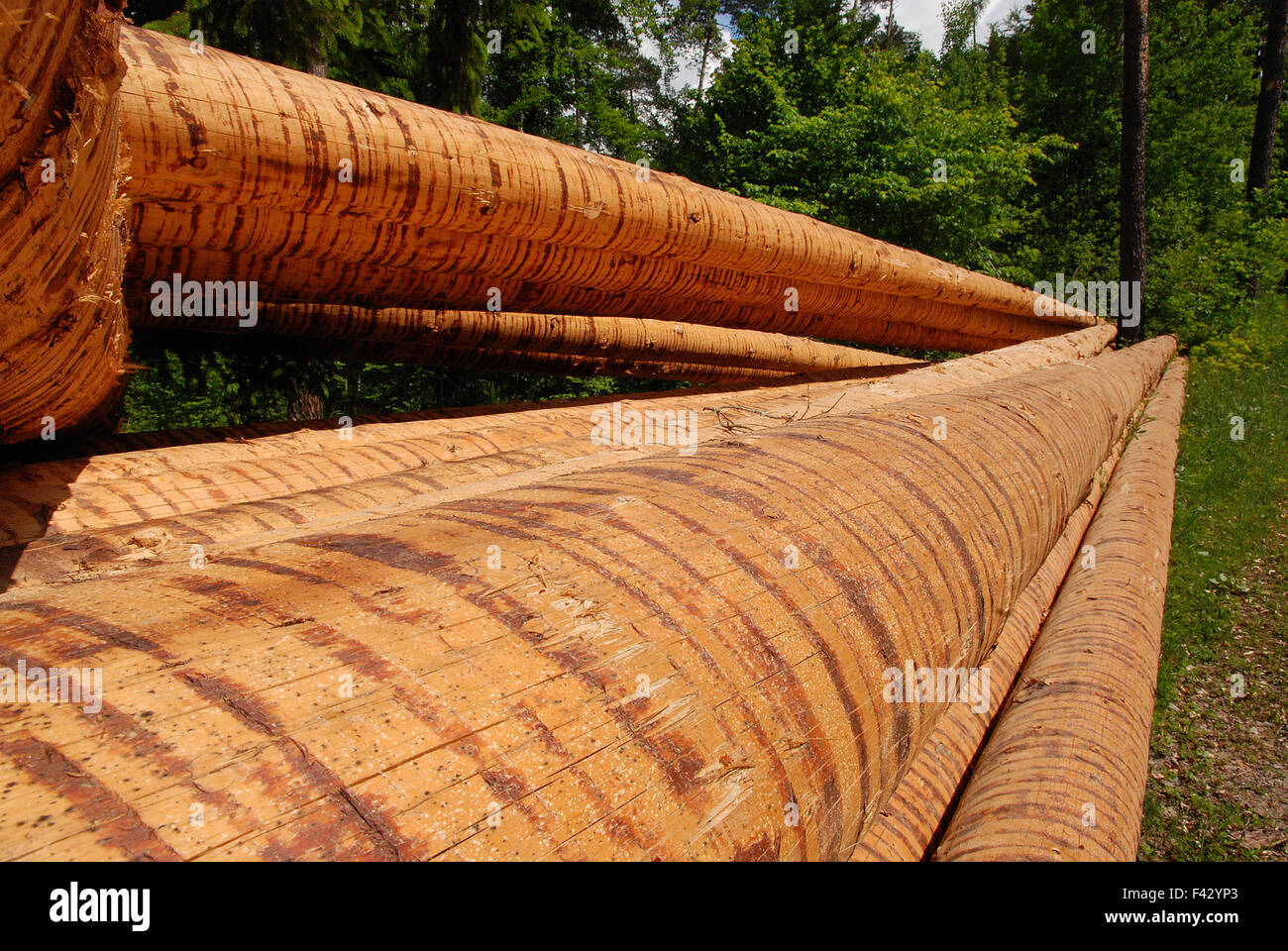 Tree trunk; Timber harvesting; Stock Photo