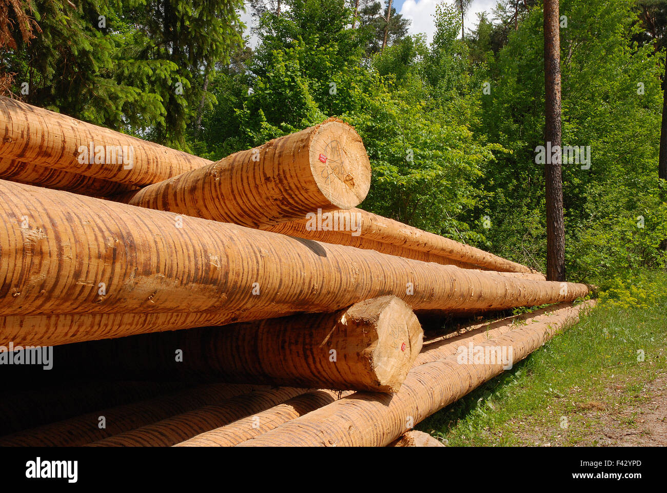 Tree trunk; Timber harvesting; Stock Photo