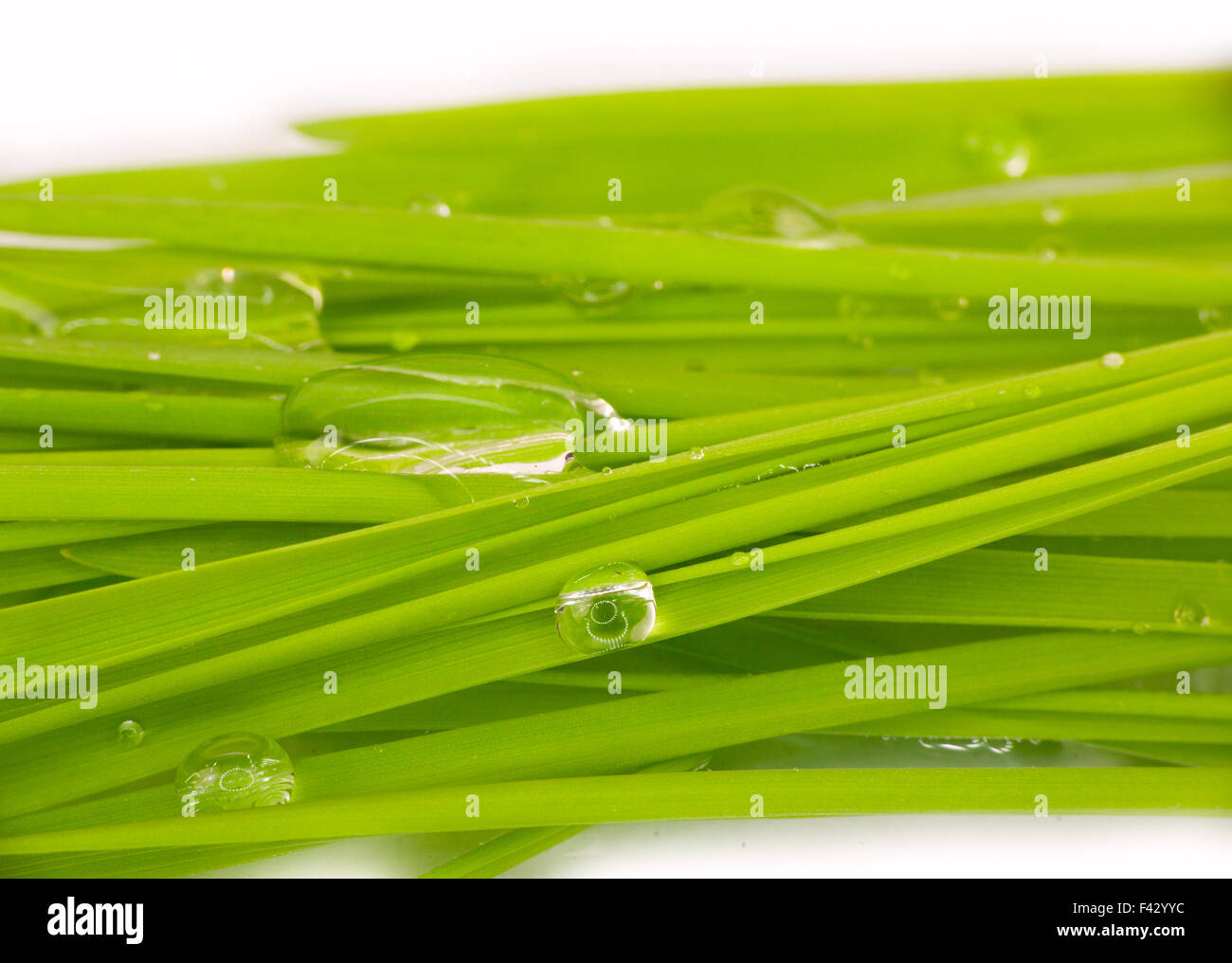 green grass and water drop macro Stock Photo - Alamy