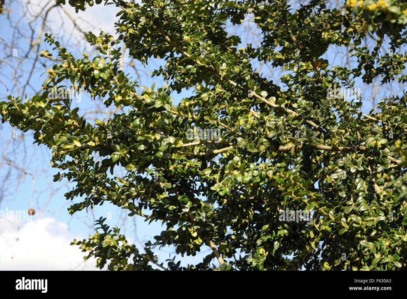 Tree in box hi-res stock photography and images - Alamy