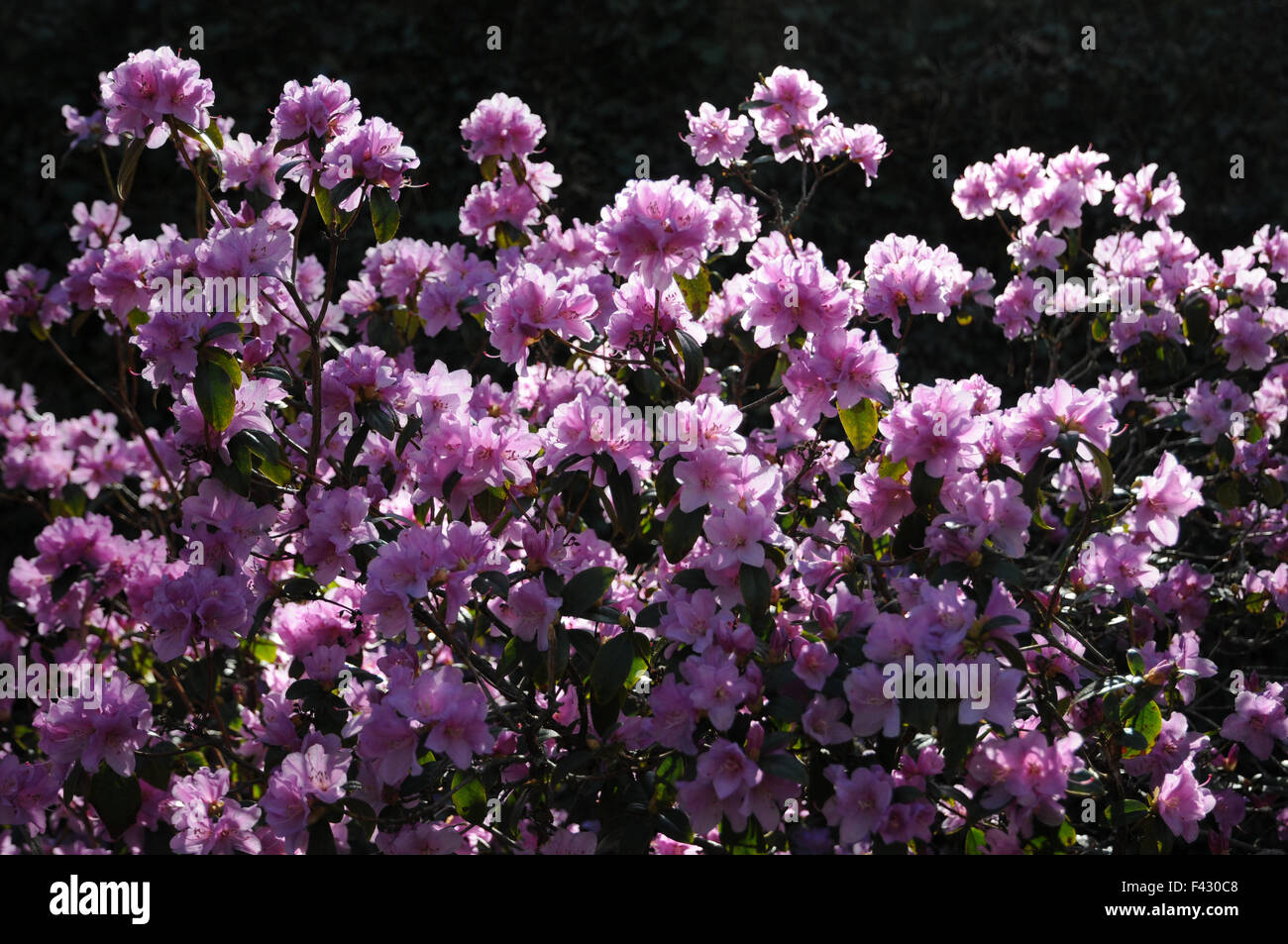 Rhodod hi-res stock photography and images - Alamy