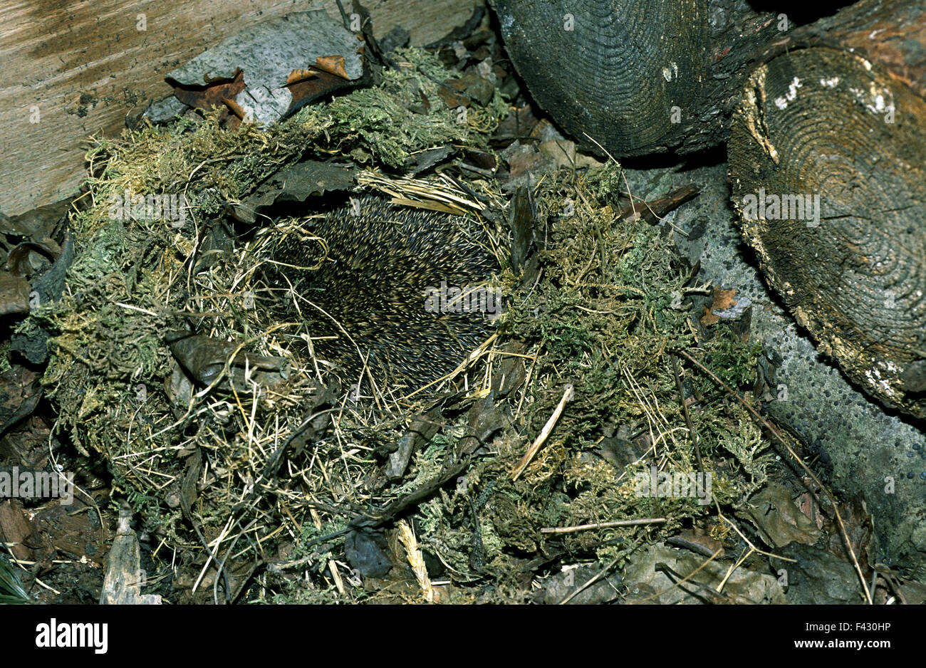 hedgehog in hibernation Stock Photo