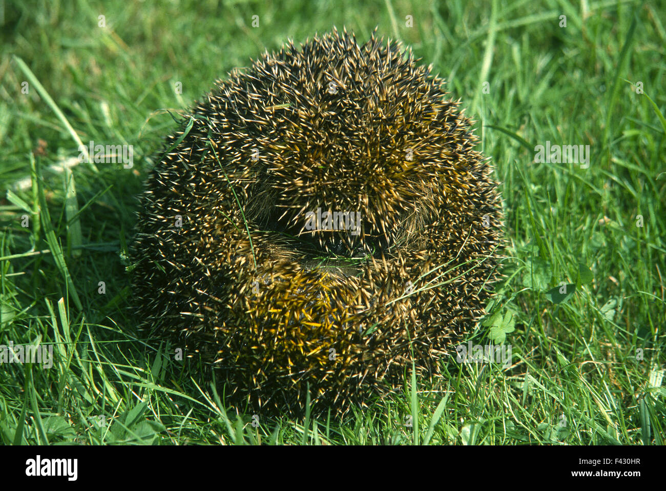 hedgehog curled Stock Photo