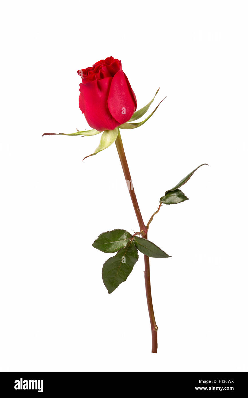 Rose stem hires stock photography and images Alamy