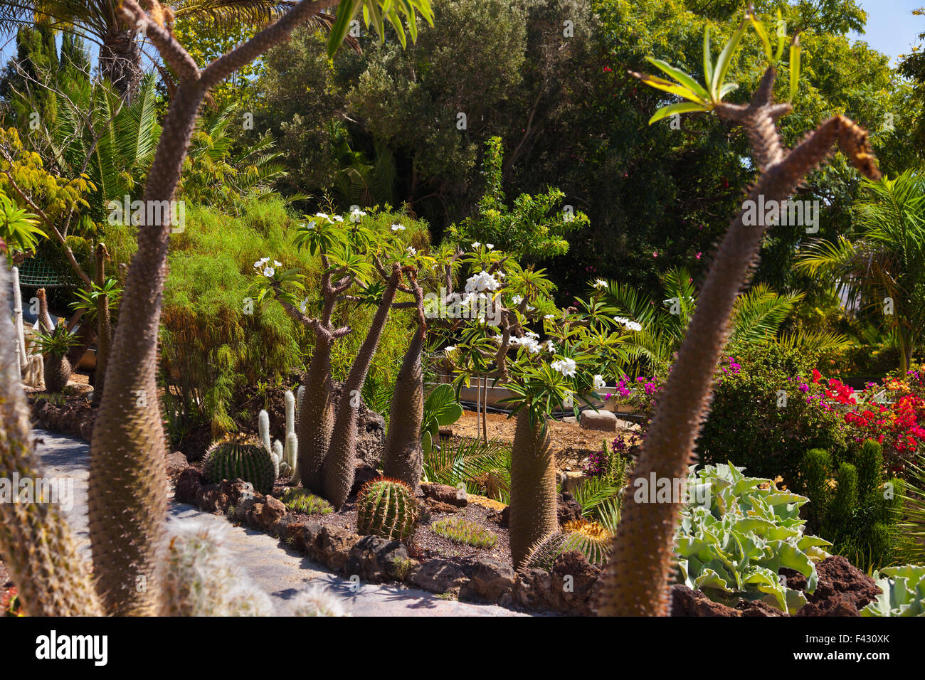 Jungle park at Tenerife Canary Stock Photo