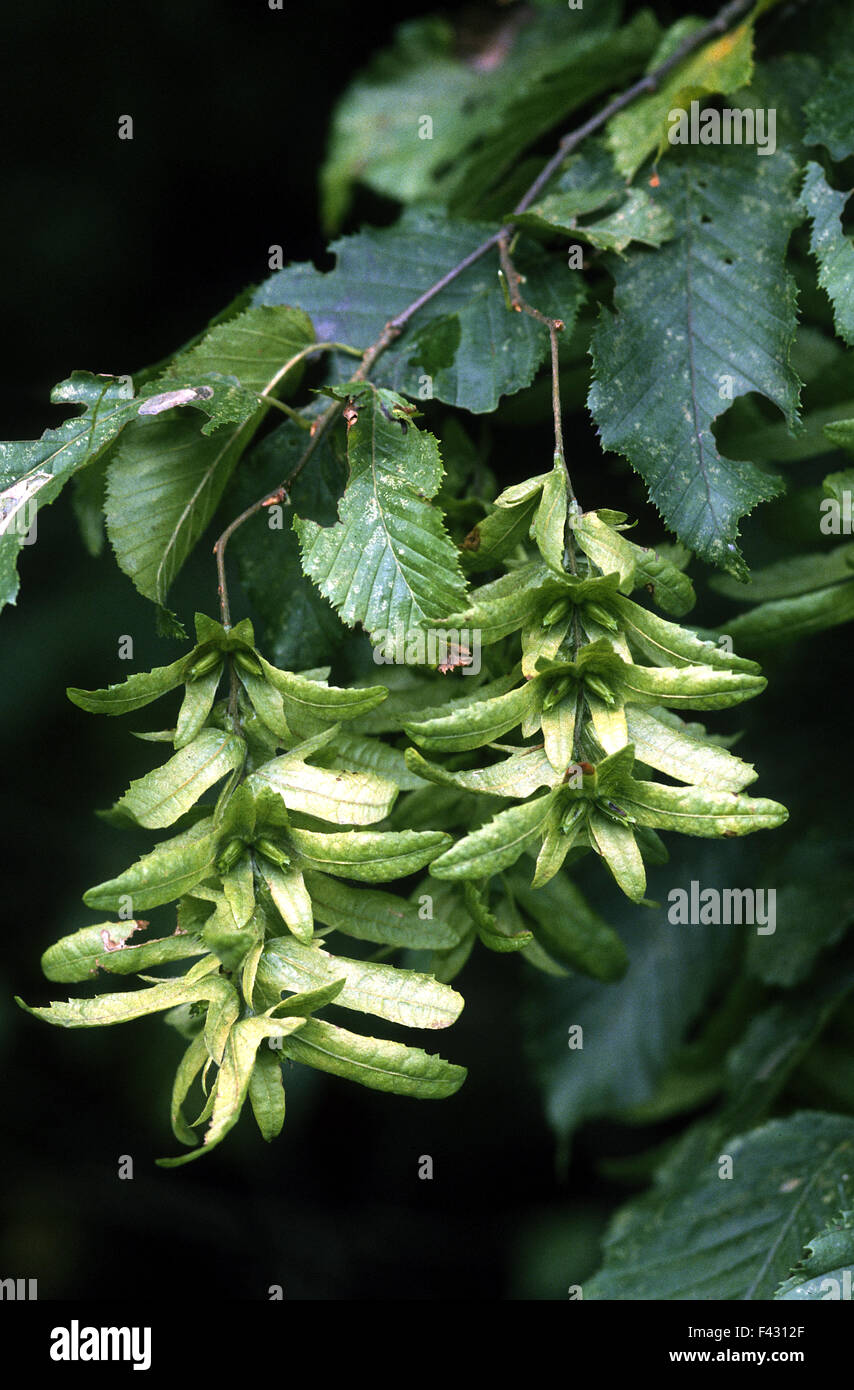 hornbeam; seed; leaves; Stock Photo