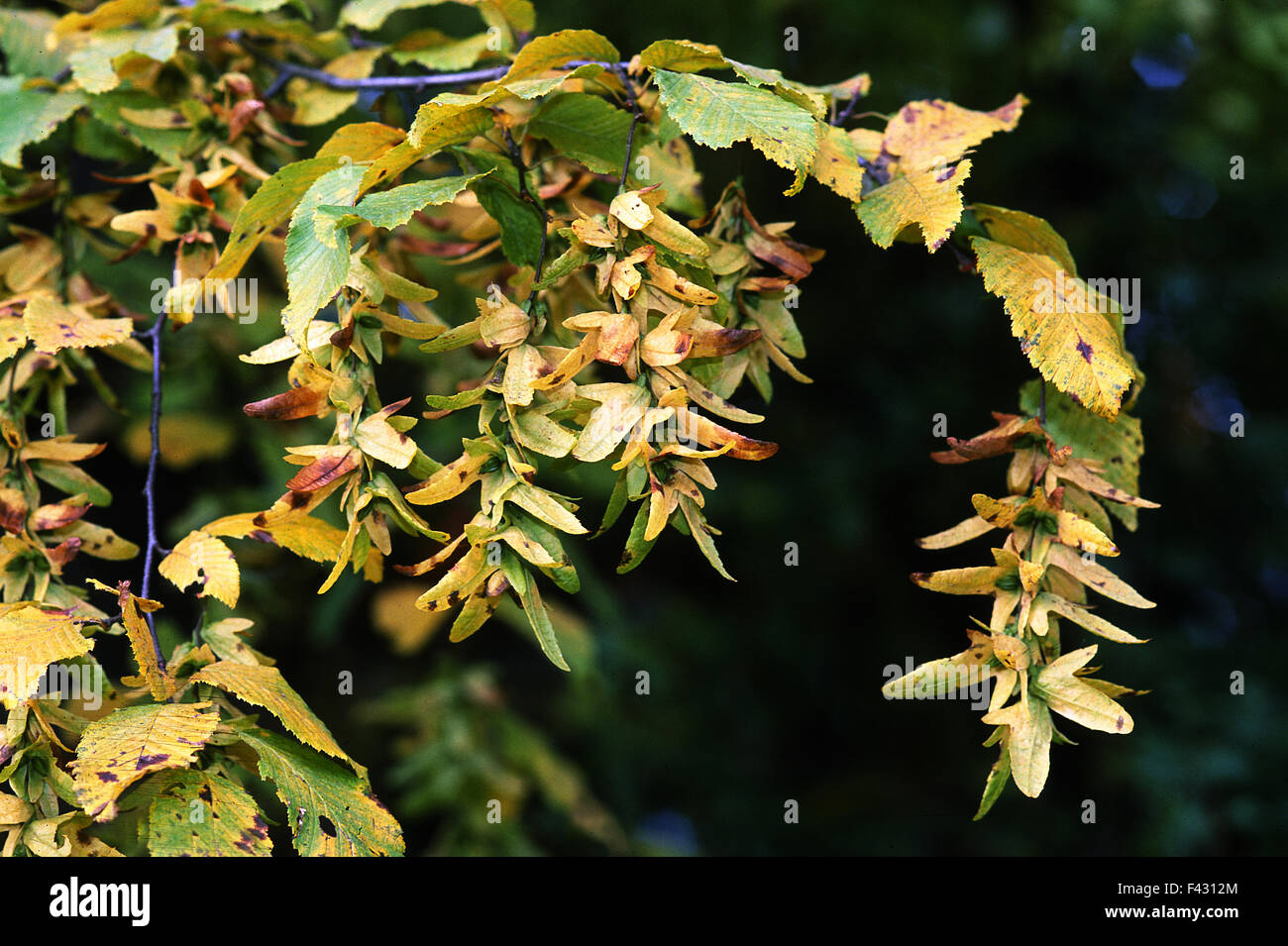 hornbeam; seed; autumn leaves; Stock Photo