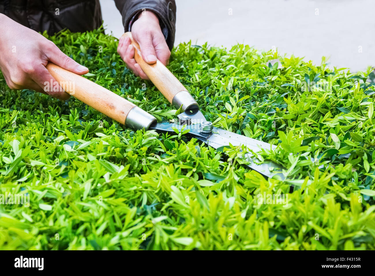 trimming bushes in spring Stock Photo Alamy